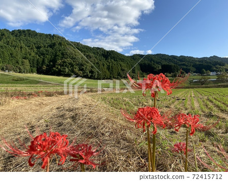 天空，山脈，稻田和Higanbana 72415712