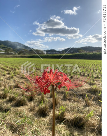 在一個陽光明媚的秋日，天空，雲層，山脈，稻田和Higanbana 72415713