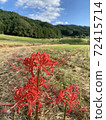 希根花那，天空和稻田秋天的長廊 72415714