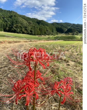 希根花那，天空和稻田秋天的長廊 72415714