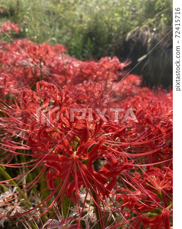 大量的Higan花秋天的景色 72415716