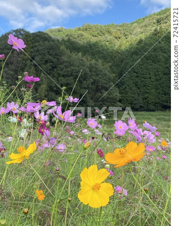 黃色和粉紅色的波斯菊秋天的景色 72415721
