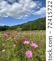 藍天，白雲，山脈和波斯菊田野秋天的景色 72415722