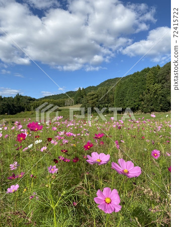 藍天，白雲，山脈和波斯菊田野秋天的景色 72415722