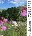 山脈，天空，波斯菊和秋天的景色 72415725