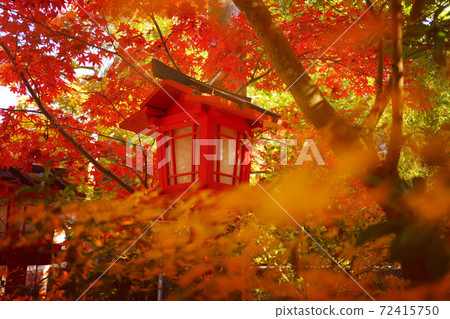 Autumn leaves colored at Kuwayama Shrine Kyoto Autumn leaves colored at Kuwayama Shrine Kyoto 72415750