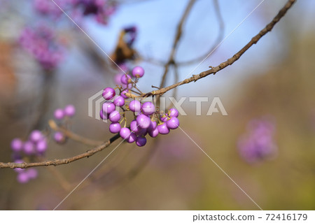 Purple Beautyberry Purple Beautyberry 72416179