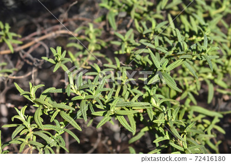 Narrow-leaved cistus Narrow-leaved cistus 72416180