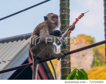 螃蟹測驗與孩子們在電線上吃堅果（泰國甲米府甲米萊萊） 72416884