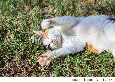 黏人的,貼心的,守衛,貓咪,喵喵,可愛,古錐,胖胖的,壯壯的,草地上,玩耍 72417257