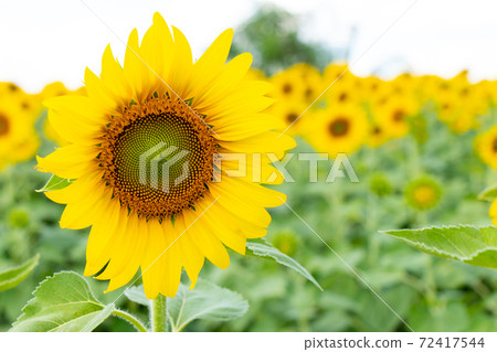 Beautiful yellow color sunflower in the agriculture farm background 72417544