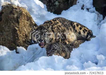 Snow leopard couple working hard to make children in the snow 72417613
