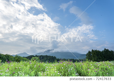在晴朗的日子裡，白云如雨後春筍般冒出，波斯菊於仲夏在淺間山腳下綻放。 72417633