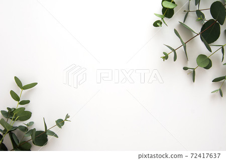 Natural eucalyptus live plant on white background, copy space, flat lay Natural eucalyptus live plant on white background, copy space, flat lay 72417637