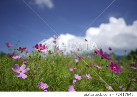 White clouds spring up and cosmos blooms in the midsummer at the foot of Mt. Asama in fine weather. White clouds spring up and cosmos blooms in the midsummer at the foot of Mt. Asama in fine weather. 72417645