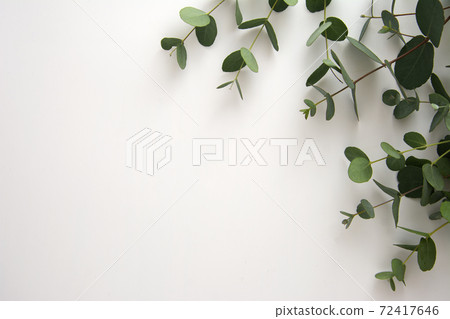Natural eucalyptus live plant on white background, copy space, flat lay Natural eucalyptus live plant on white background, copy space, flat lay 72417646