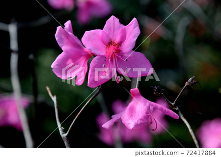Murasaki Yashiro Azalea Murasaki Yashiro Azalea 72417884