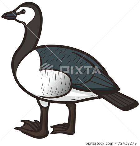 Illustration of the wild bird barnacle goose 72418279