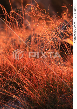 Grass maple and morning dew illuminated by the morning sun Photo location: Karamatsudake (Nagano prefecture, Toyama prefecture) 72418430