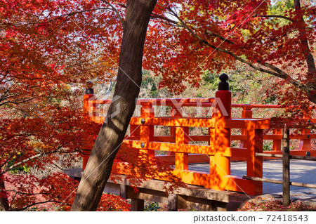 [Kitano Tenmangu] Autumn leaves of the historic site Odoi! Momijien where 350 autumn leaves are colored! 72418543