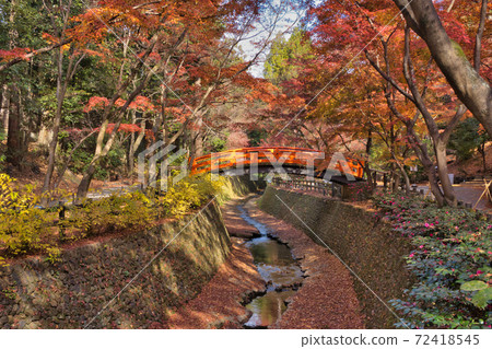 [北野天滿宮]古蹟禦堂的紅葉！楓葉花園擁有350片紅葉！ 72418545