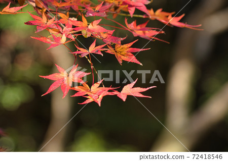 [北野天滿宮]古蹟禦堂的紅葉！楓葉花園擁有350片紅葉！ 72418546