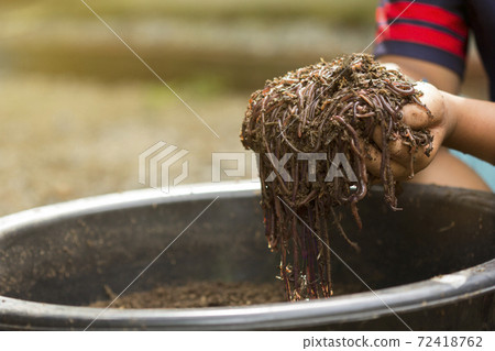 Child hands holding Fertile soil Child hands holding Fertile soil 72418762