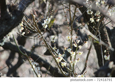 來到Mejiro,熱鬧的梅酒佐藤 來到Mejiro,熱鬧的梅酒佐藤 72418791