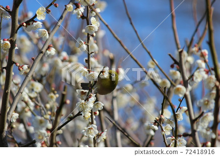 White-eye that sucks the nectar of plum blossoms deliciously White-eye that sucks the nectar of plum blossoms deliciously 72418916
