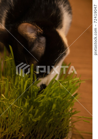 黑白貓吃貓草 72419047