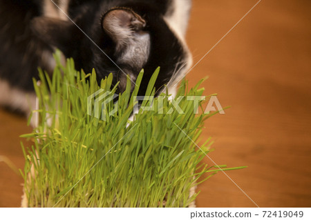 Black and white cat eating cat grass Black and white cat eating cat grass 72419049