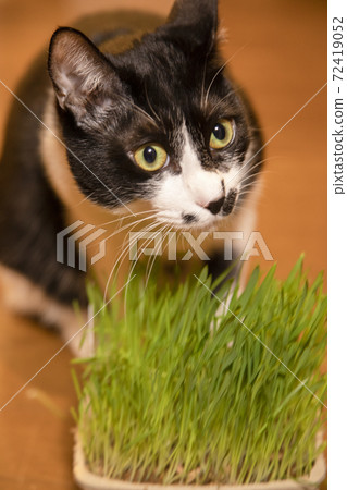 Black and white cat eating cat grass 72419052