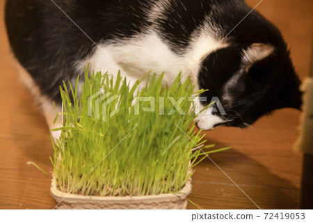 Black and white cat eating cat grass 72419053