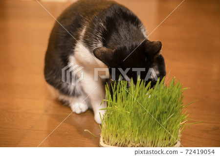 Black and white cat eating cat grass Black and white cat eating cat grass 72419054