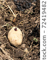 Potato planting Potato planting 72419482