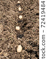 Potato planting Potato planting 72419484