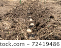 Potato planting Potato planting 72419486