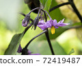 Eggplant flowers and buds Eggplant flowers and buds 72419487