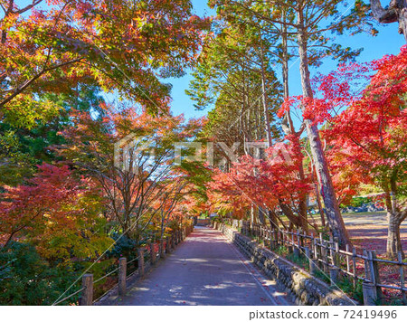 Autumn leaves on the walkway Autumn leaves on the walkway 72419496