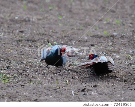 Two pheasant males, pheasants fighting for territory Two pheasant males, pheasants fighting for territory 72419565