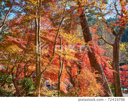 秋天的樹葉 72419706