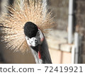 頑皮的鳥 72419921