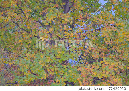 秋天的樹葉 秋天的樹葉 72420020