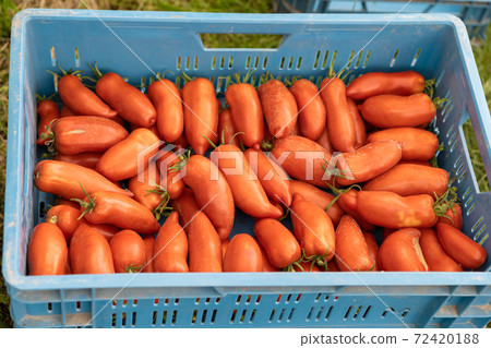 freshly picked red tomatoes in a crate 72420188