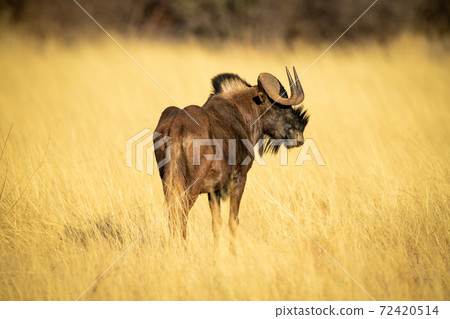 Black wildebeest stands in grass turning head Black wildebeest stands in grass turning head 72420514