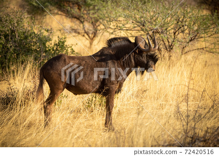 Black wildebeest stands in grass near bushes 72420516