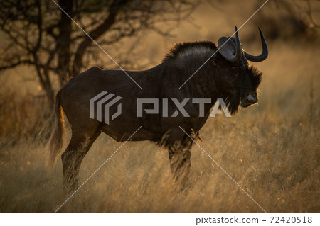 Black wildebeest stands in grass in profile 72420518