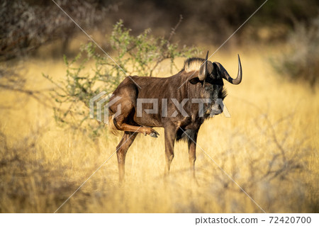 Black wildebeest lifts leg to scratch itself 72420700