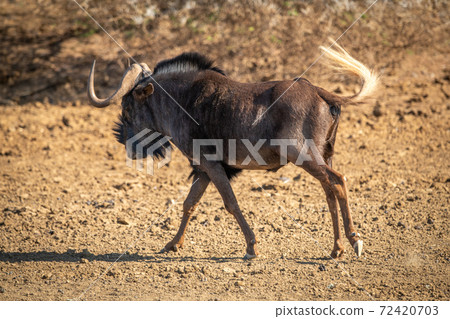 Black wildebeest crosses rocky pan swishing tail 72420703