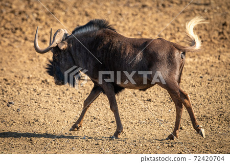 Black wildebeest crosses gravel pan swishing tail 72420704